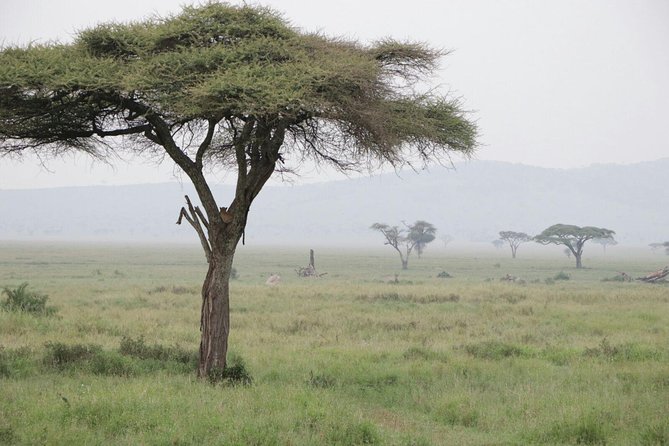 8 Days Tarangire, Serengeti, Ngorongoro & Manyara Joining Group Safari Tour - Included Amenities