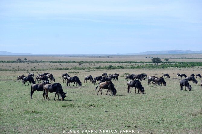8 Days: Tsavo East National Park Amboseli, Nakuru, Maasai Mara Park - Tour Highlights