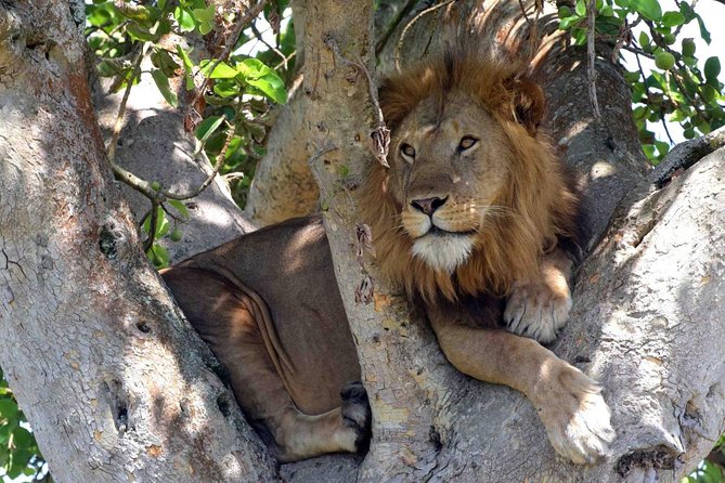 8 Days Uganda Primate & Wildlife Safari Tour