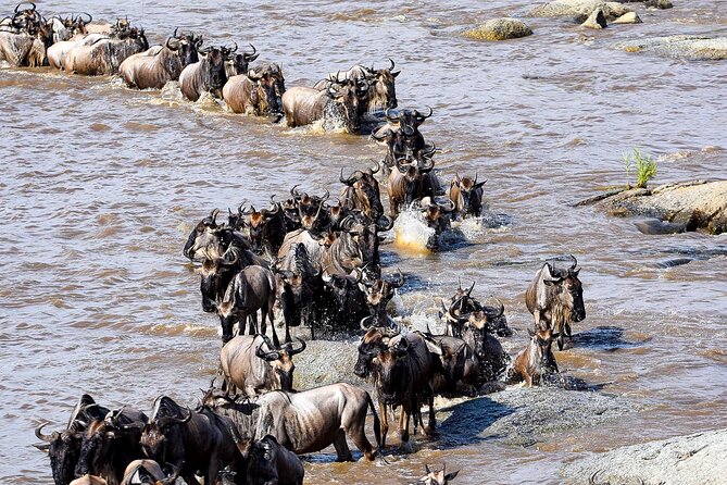 9 Days Great Migration Safaris With Kojuu Safaris Africa-Luxury. - Exclusive Safari Vehicle Features