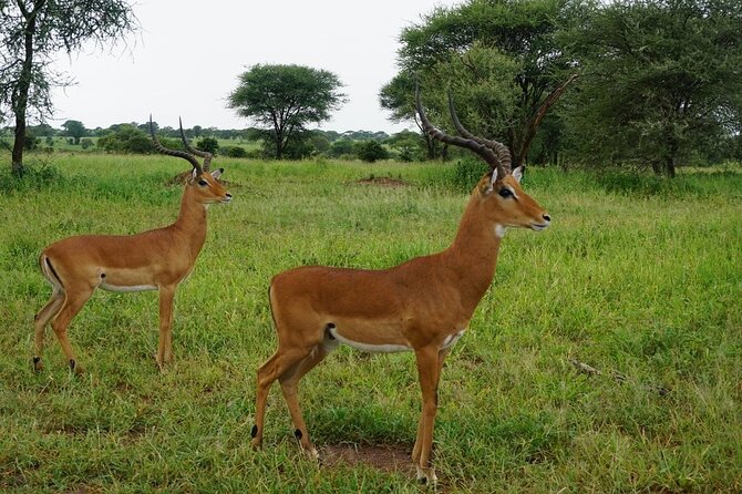 9-Days High End Road and Air Kenya Safari - Inclusions and Exclusions