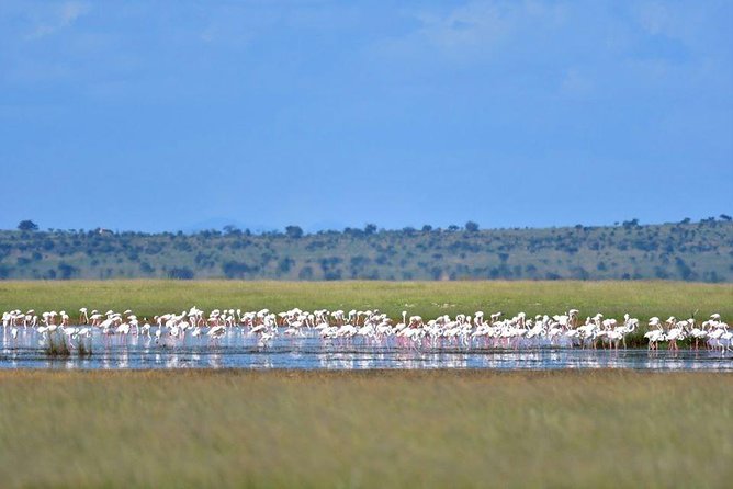 9 Days Samburu- Nakuru- Mara-Naivasha- Amboseli Wild Safari - Day 1: Samburu National Reserve
