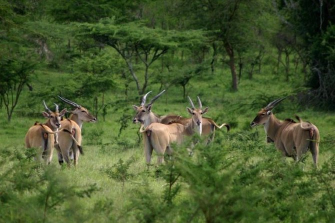 9 Days Uganda Safari