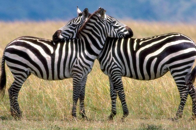 A Day Trip to Saadani National Park From Dar Es Salaam / Zanzibar - Scenic Drive to Saadani National Park