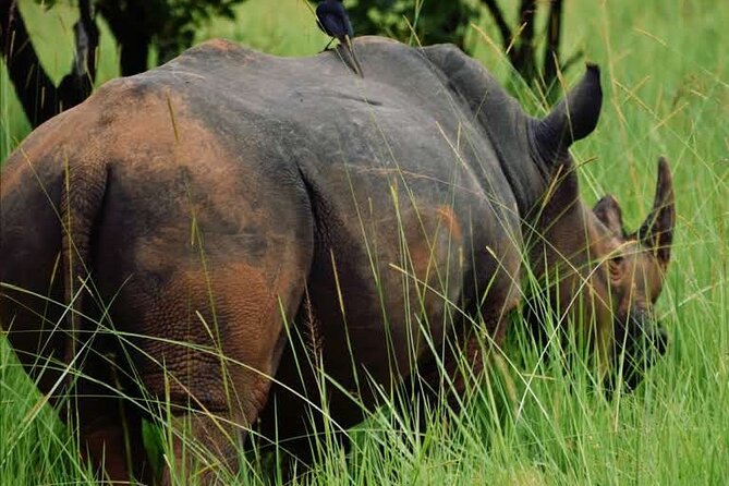 A Thrilling 1-Day Rhino Tracking Tour in Uganda - What To Expect