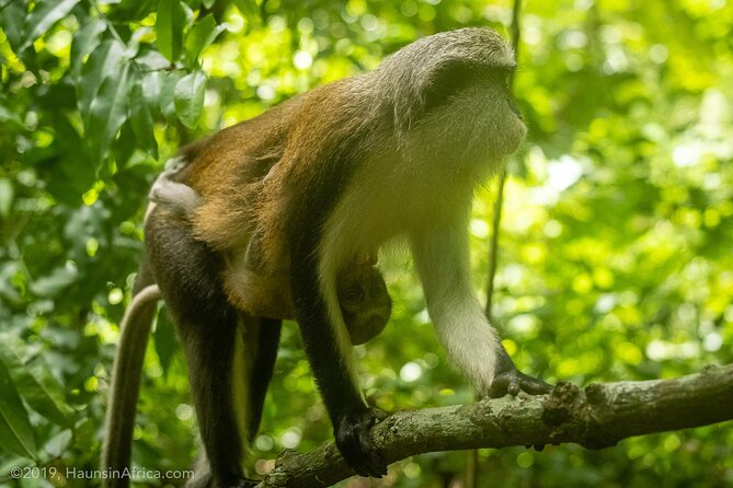 Accra: Wli Waterfalls and Tafi Monkey Sanctuary Private Day Tour