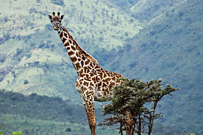 Affordable 4 Days Tanzania Private Mid-range Lodge Safari Tour - Tour Details