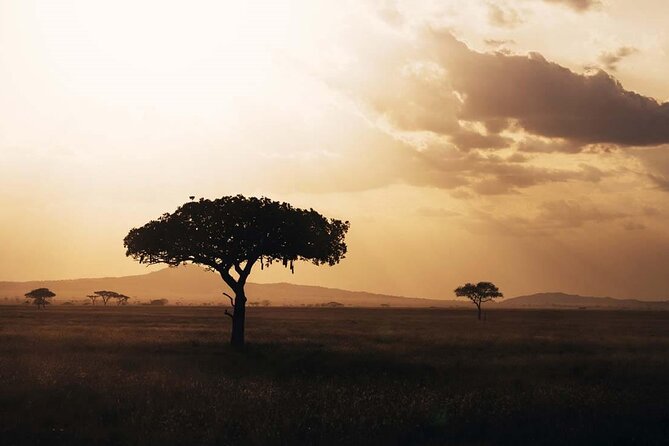 Amazing 4 Days Safari 3 Nights: Tarangire, Ngorongoro, Serengeti