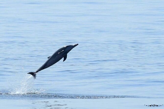 Amazing Dolphin Watching Tour In Muscat - Tour Details
