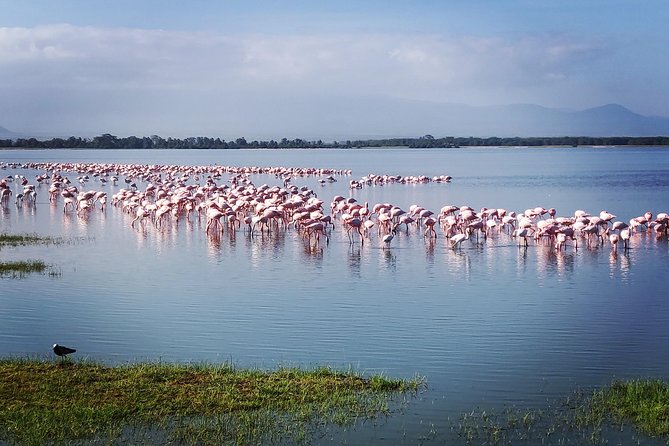 Amboseli Day Trip!! - Amboseli Day Trip Overview