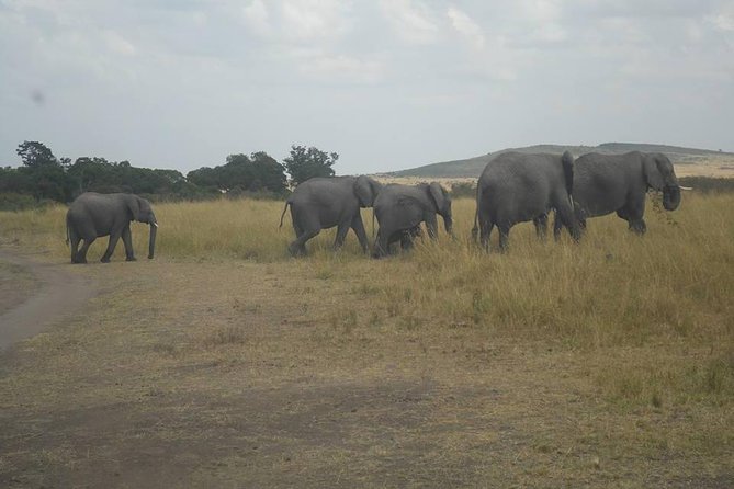 Amboseli National Park Day Tour 5.a.m Pick Up - Tour Details