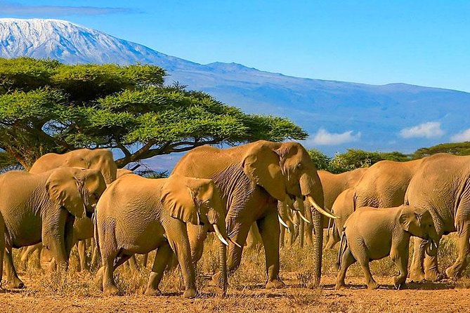 Amboseli National Park Full Day Guided Tour