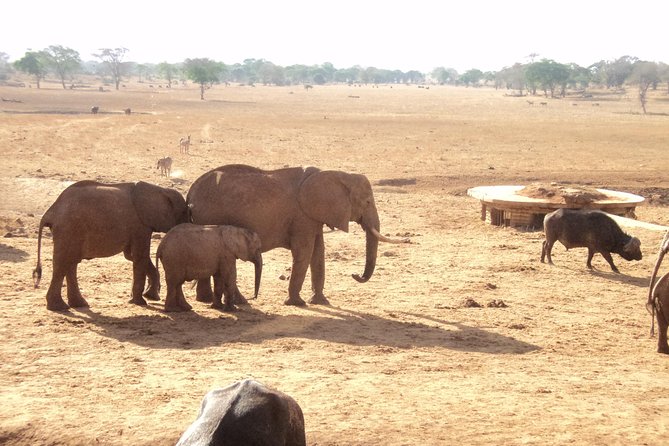 Amboseli National Park Full Day Tour From Nairobi