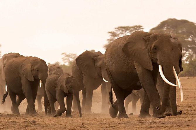 Amboseli National Park Private Day Tour From Nairobi - Included Services