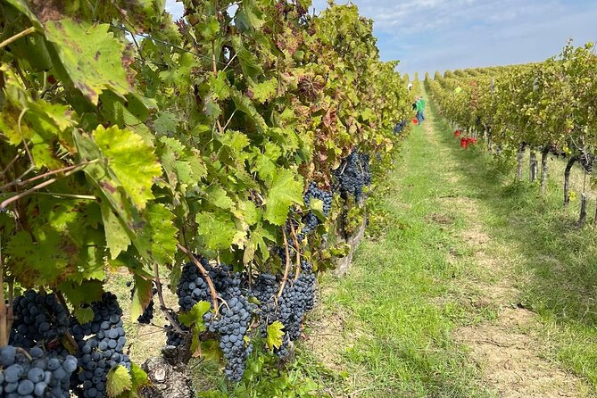 Aperitif in the Vineyard With Truffles, Wines and Chef Stefano