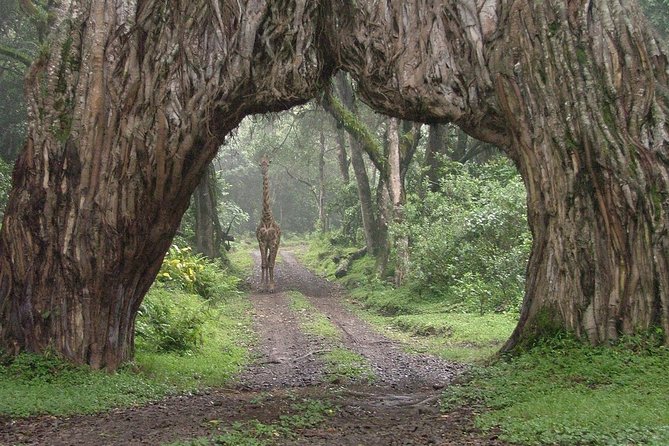 Arusha National Park Guided Day Tour From Arusha - Itinerary Details