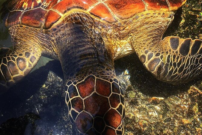 Baraka Aquarium; Jozani Forest Tour; Kuza Cave; Paje Beach; The Rock Restaurant - Tour Details for Jozani Forest Tour