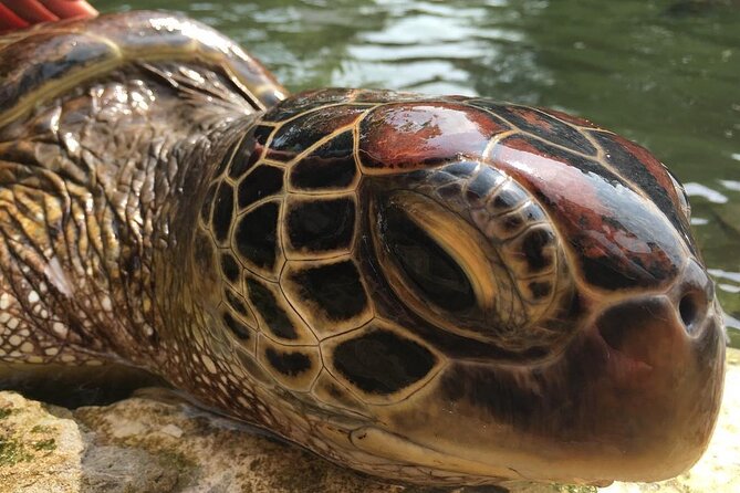 Baraka Aquarium, Prison Island, Secret Garden, Stone Town, Emerson Restaurant