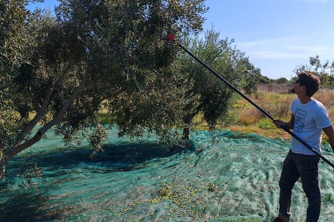 Be a Local: Private Tour From Olive Harvest to Culinary Delight