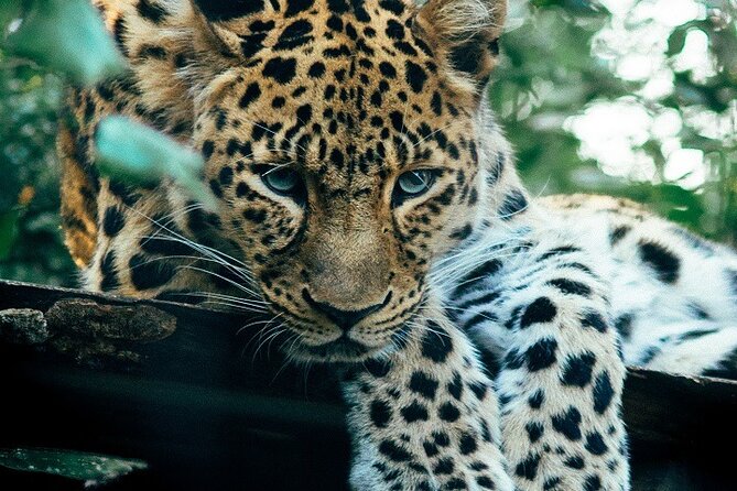 Best 2 Day Serengeti Safari From Mwanza 2024/2025 - Inclusions and Exclusions