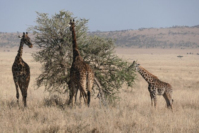 Best 4 Days Tanzania Sharing Group Safari - Safari Itinerary Overview