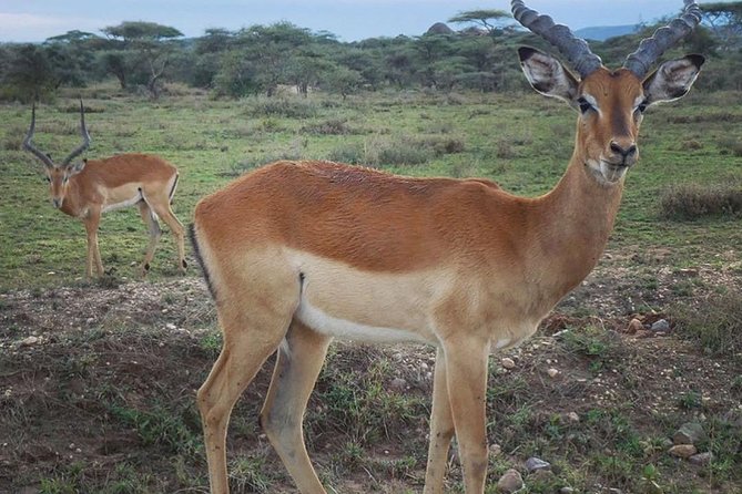 Best Tanzania Safari Tarangire Day Tour With Kilinge Adventure