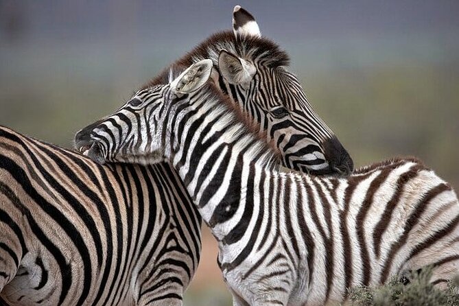 Big 5 Aquila Safari Half Day Tour and Wine Tasting