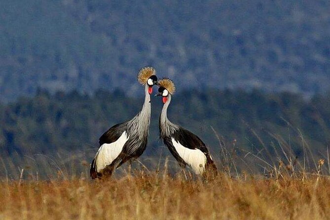 Bird Watching Tour To Nairobi National Park - Additional Information