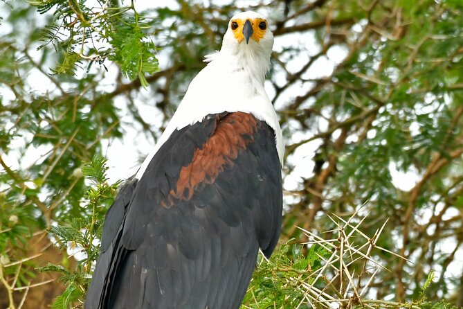 Birding And Nature Tours
