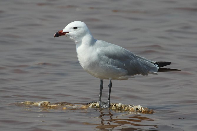 Birding in Tavira and Ria Formosa: Your Nemesis Bird Destination - Self-Guided - Birding Highlights in Tavira and Ria Formosa