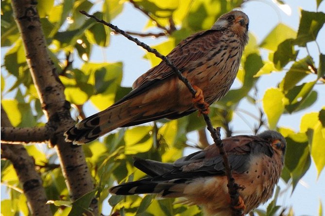 Birdwatching Albania - What To Expect