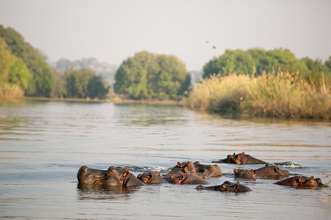 Birdwatching Cruise in Zambezi River With Breakfast