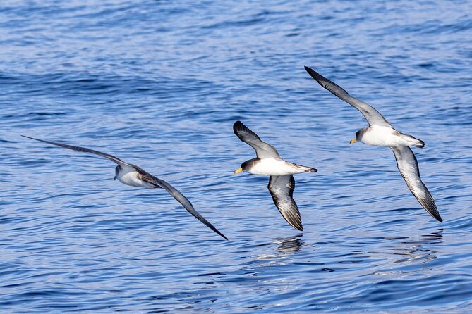 Boat Trip Along the North Coast in Capelas - Activity Information and Restrictions
