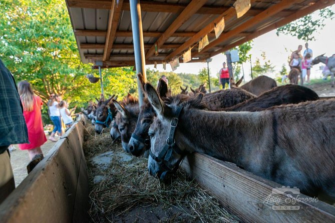 Book Your Donkey Farm Tour - Pickup Points and Start Time