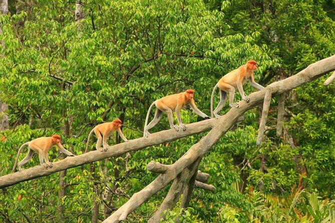 Borneo (Klias) River Cruise & Fireflies Tour - Tour Highlights