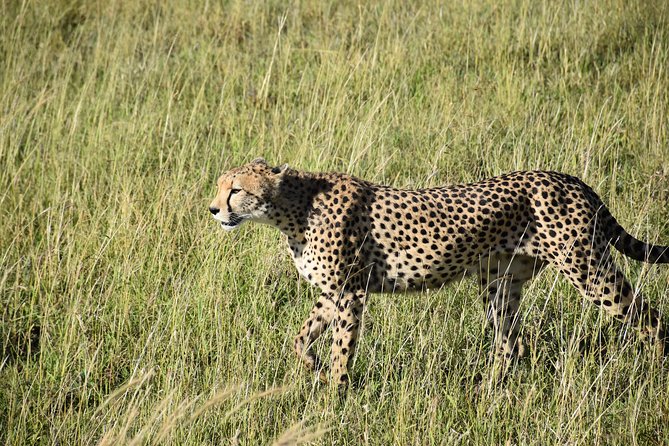 Budget Camping Tanzania Safari