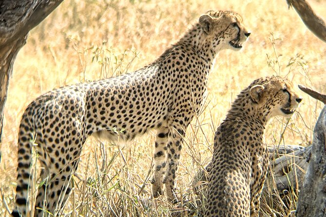 Budget Safari (Mma) - Safari Details