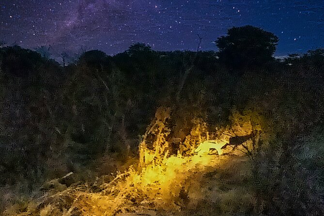 Bush by Night 4×4 Drive