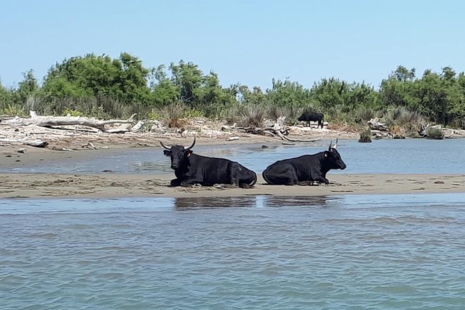 Camargue 4x4 Safari 2h + Picnic + Kayak - What To Expect