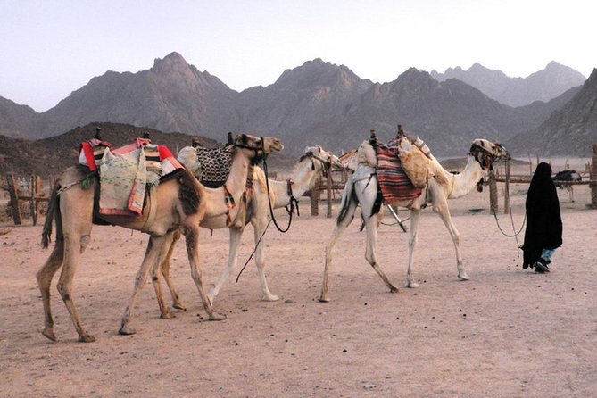 Camel Ridding Marsa Alam Safari From Camel Yard - Pricing and Inclusions