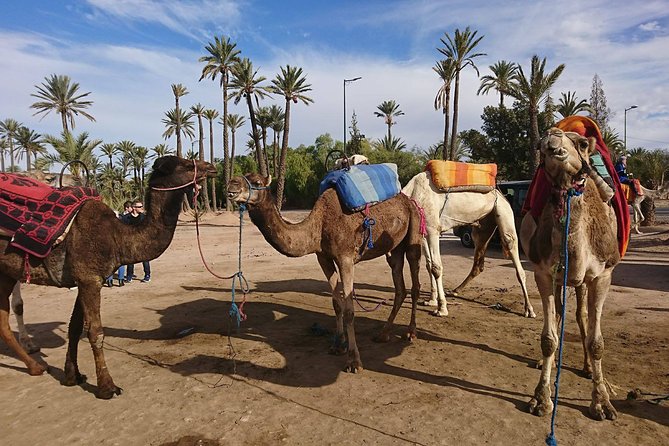 Camel Ride in Marrakech 2 Hours - Activity Overview