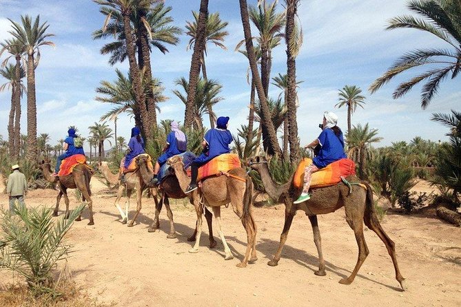 Camel Ride in Marrakech Palmeraie Area - Experience Highlights