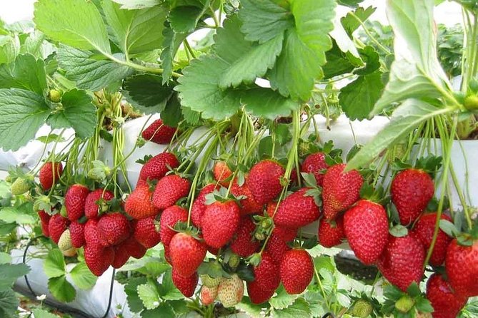 Cameron Highland Day Tour - Inclusions