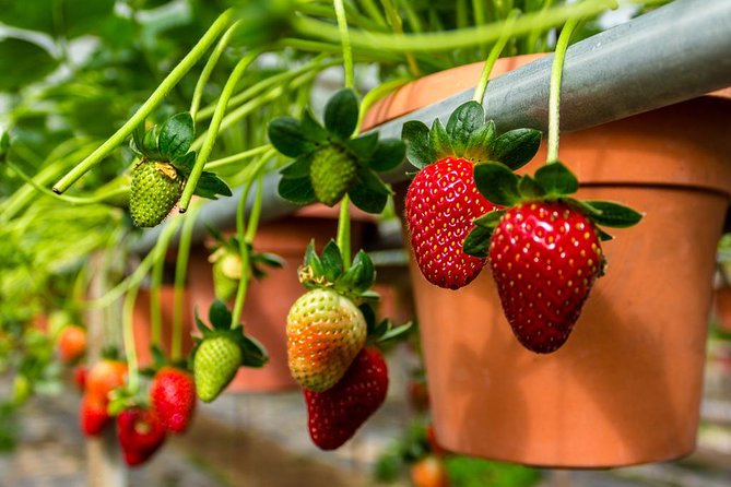 Cameron Highlands Tour From Kuala Lumpur (Private Tour) - Inclusions and Exclusions