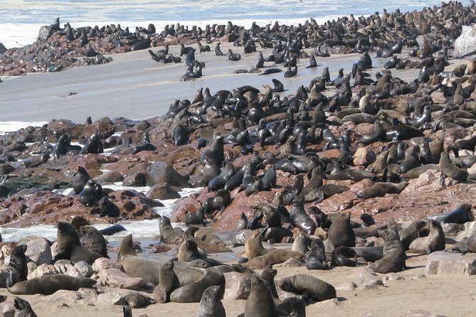 Cape Cross Seal Colony Tour From Swakopmund, Namibia - Location and Duration