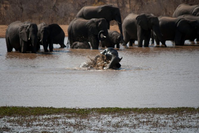 Chobe Day Trip – From Victoria Falls
