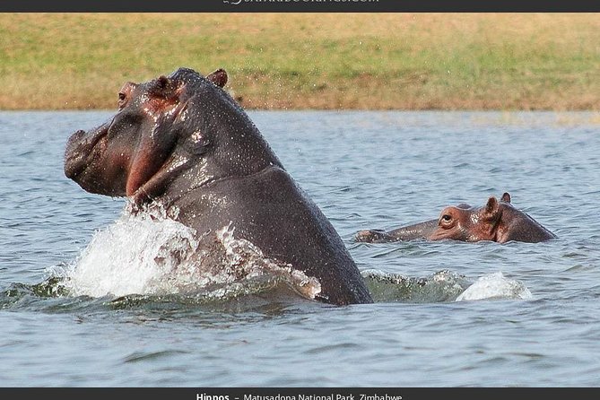 Chobe Day Trip in Botswana - Reviews