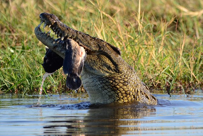 Chobe Day Trip - Tour Details