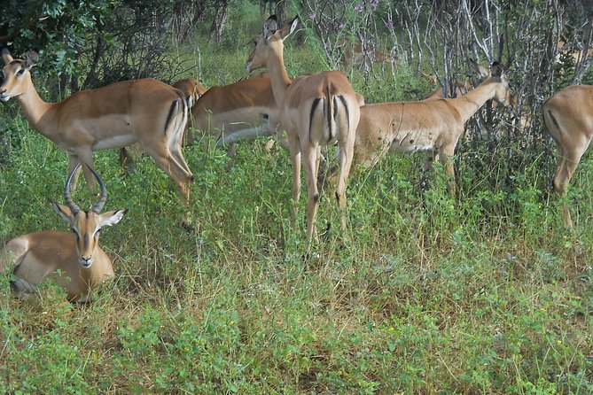 Chobe Full Day Safari Trip - Overview of Chobe Full Day Safari