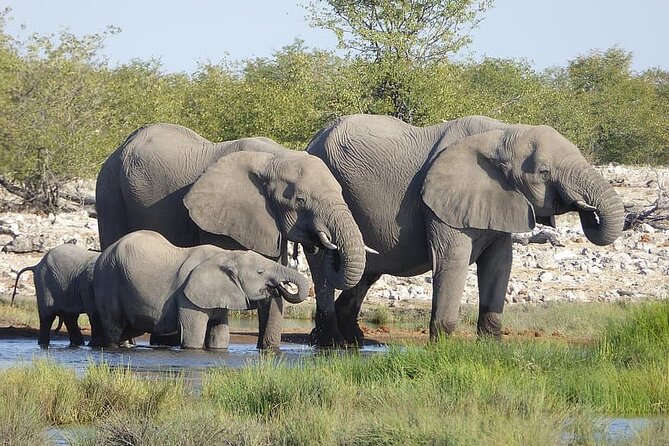 Chobe Full Day Trip - Dining Experience
